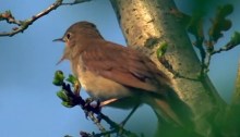 Bird singing