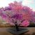 Tree of 40 fruits